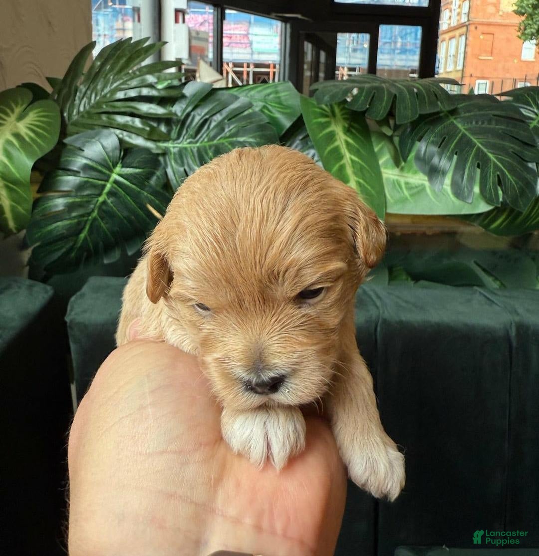 Maltipoo dogs for sale: Maya - Image 3