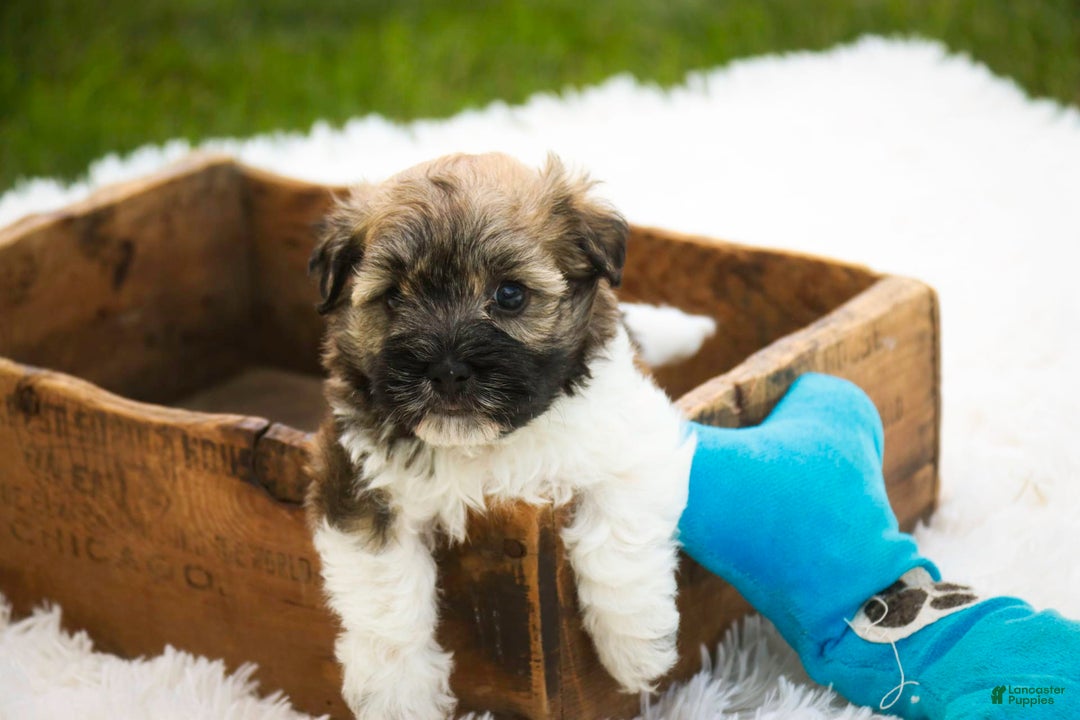 Havanese dogs for sale: Nutmeg - Image 1