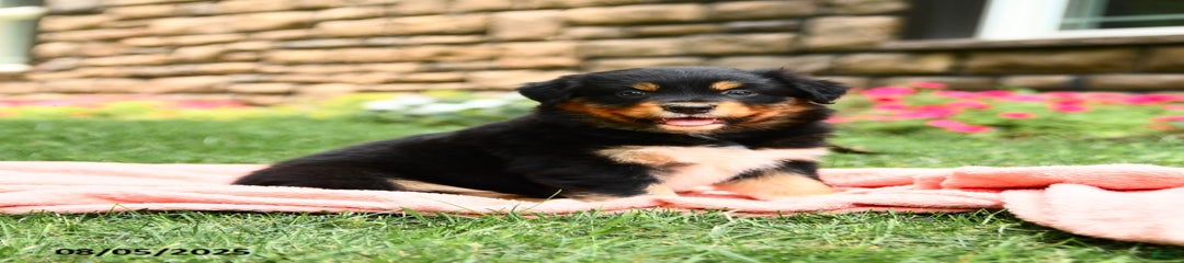 Maggie