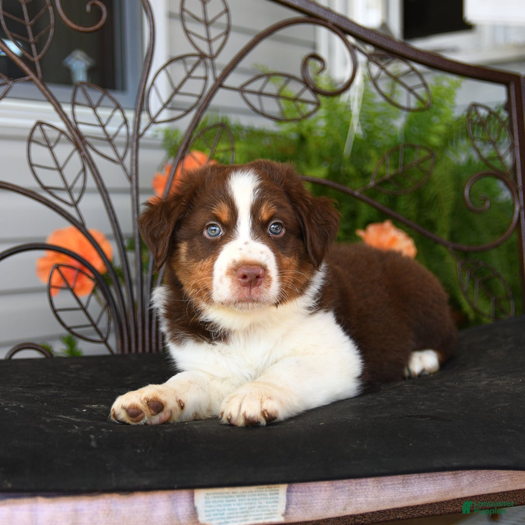 Australian Shepherd dogs for sale: Lightning - Image 2