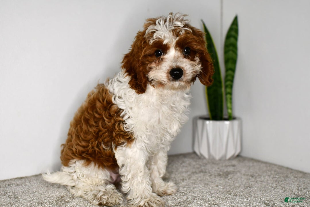 Cavapoo dogs for sale: Mia - Image 2