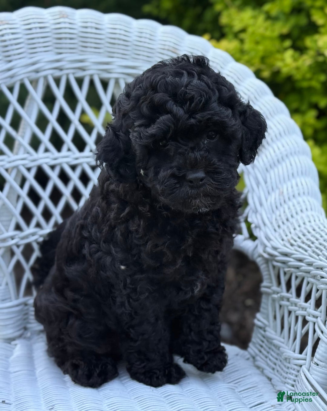 Cavapoo dogs for sale: Cavapoo 4 puppies - Image 3