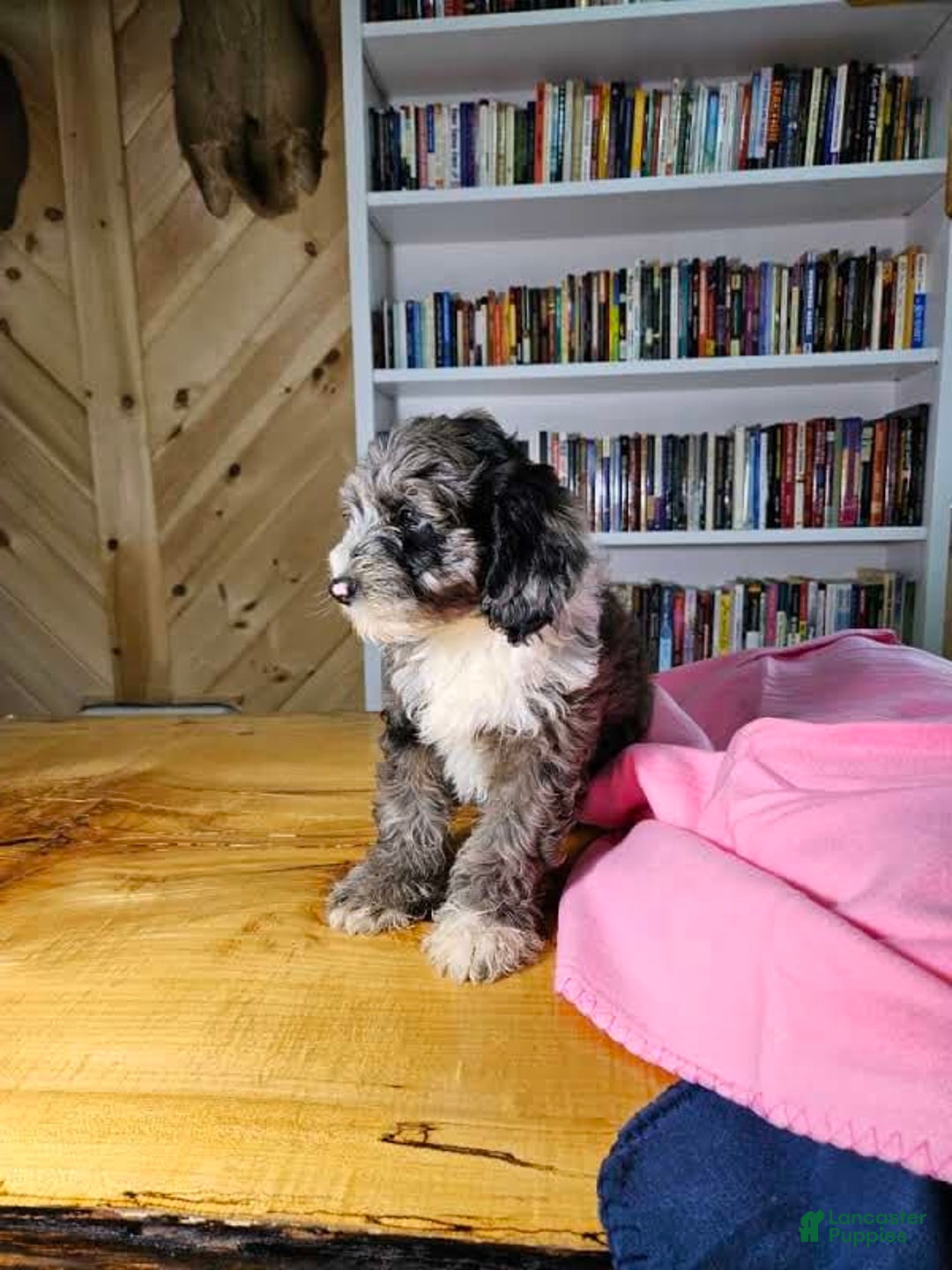 Portuguese Water Dog dogs for sale: Ruby - Image 1