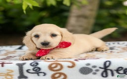 Miniature Dachshund dogs for sale: Tucker - Image 1