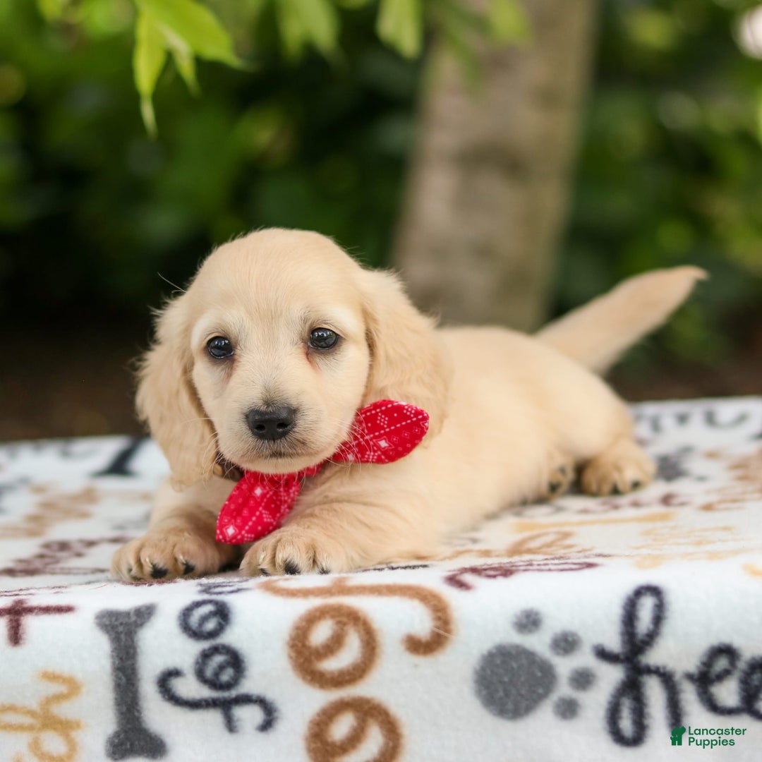 Miniature Dachshund dogs for sale: Tucker - Image 1