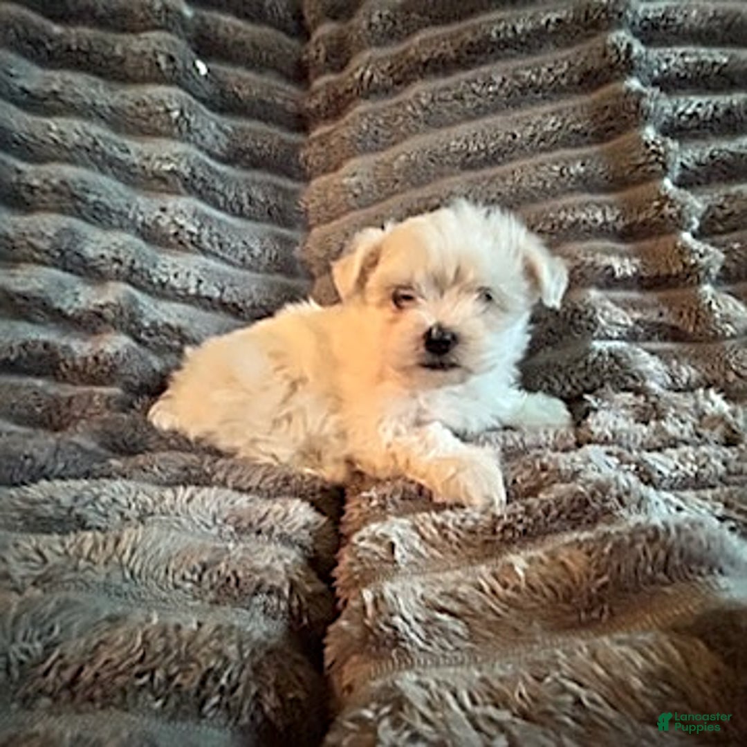Maltipoo dogs for sale: Deisel - Image 2