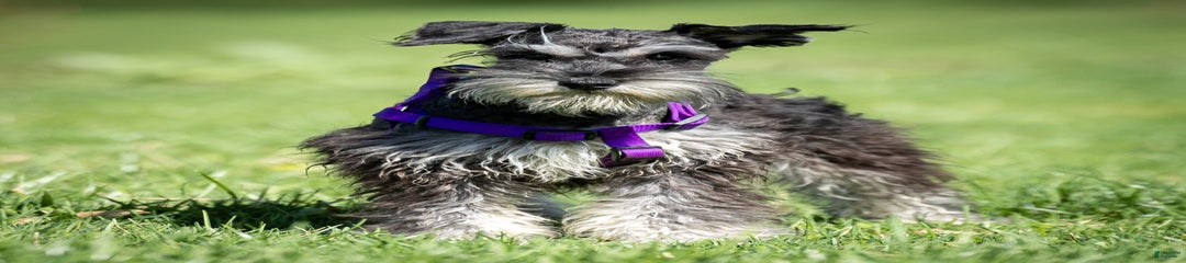 Breeze