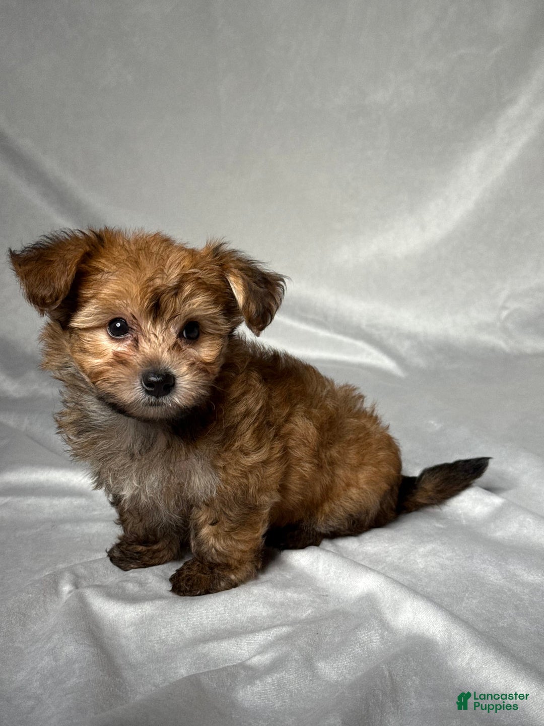 Bichpoo dogs for sale: Archie - Image 1