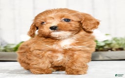 Cavapoo dogs for sale: Tucker - Image 6