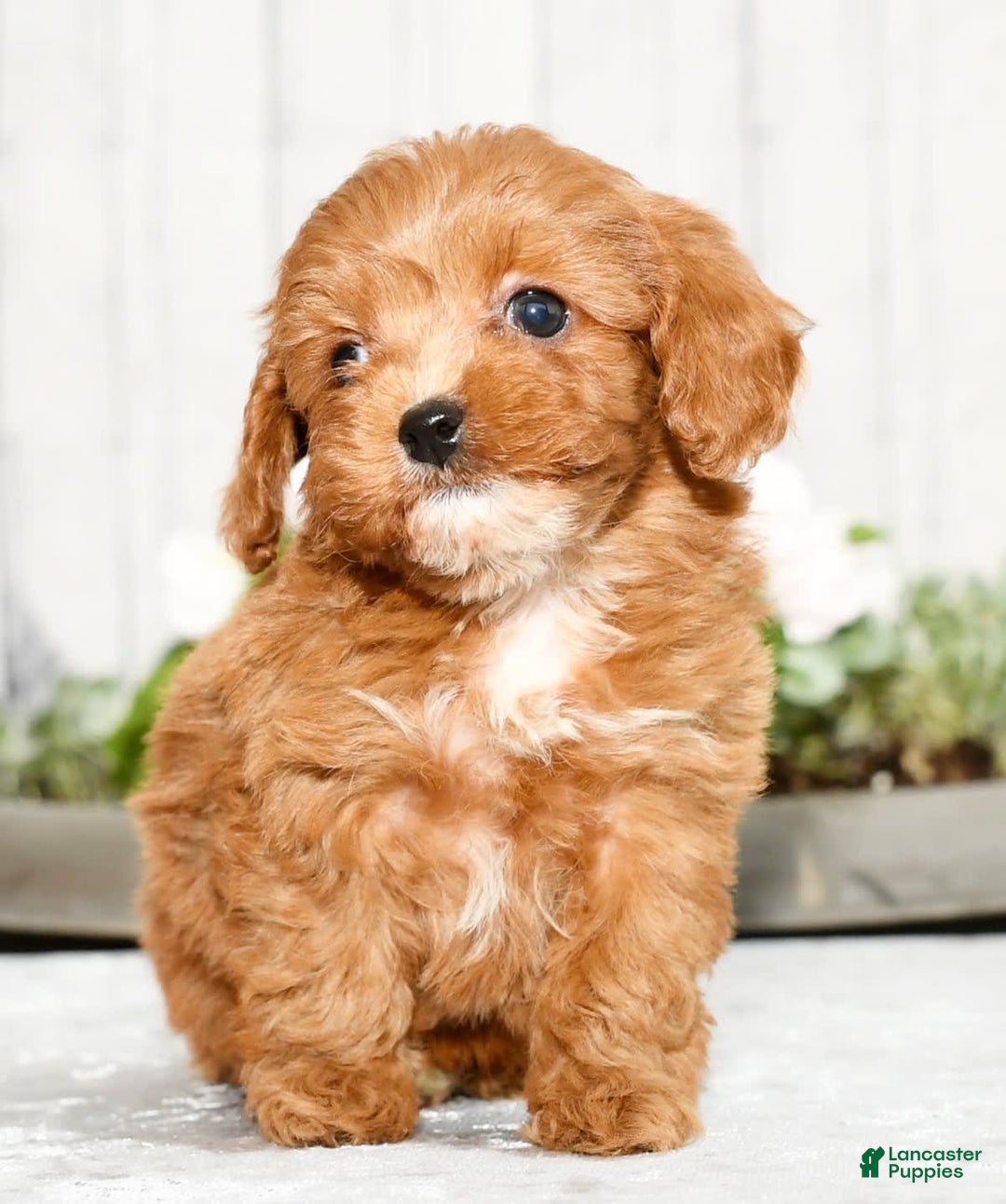 Cavapoo dogs for sale: Tucker - Image 6