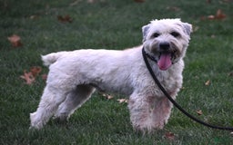 Soft Coated Wheaten Terrier dogs for sale: Jade - Image 6
