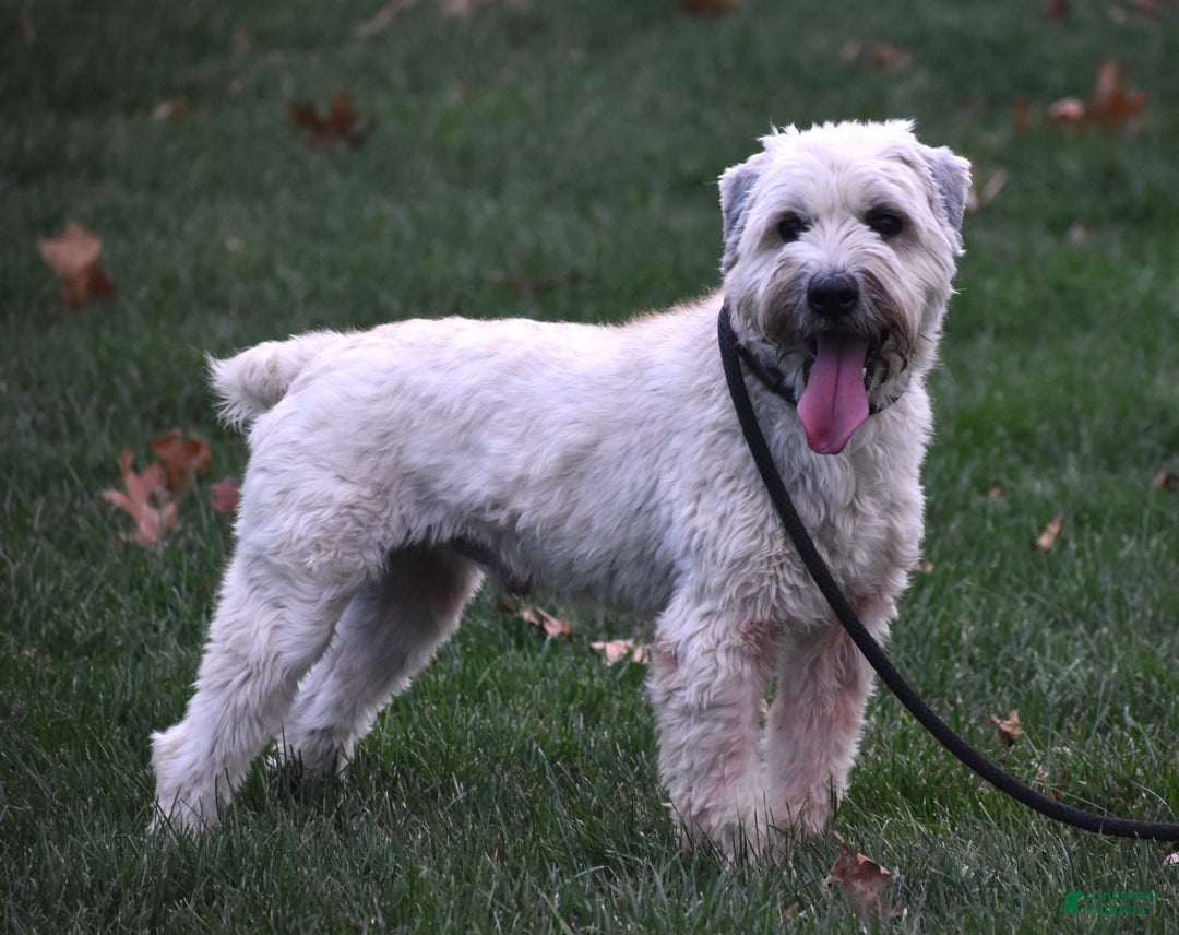Soft Coated Wheaten Terrier dogs for sale: Jade - Image 6