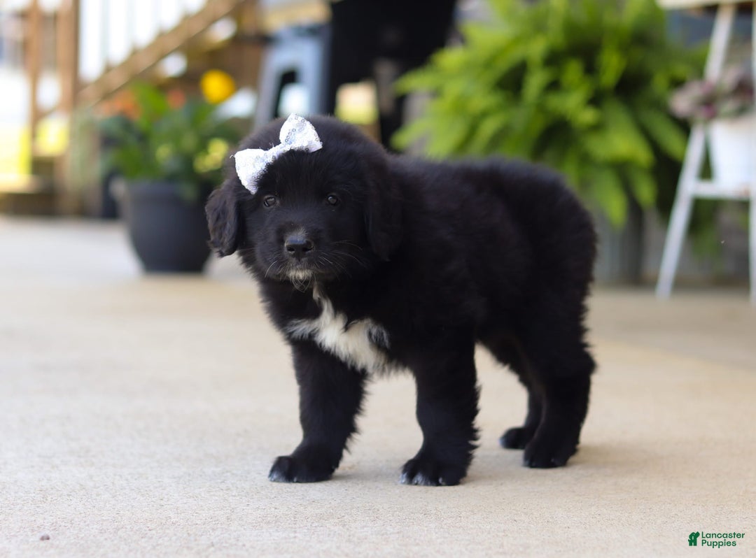 Newfoundland dogs for sale: Sasha - Image 3