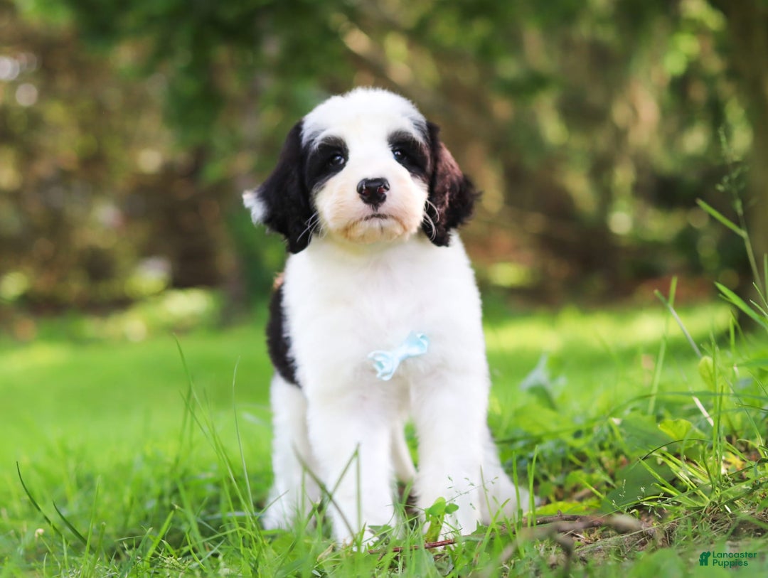 Sheepadoodle dogs for sale: Everett - Image 6