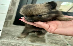 Pomeranian dogs for sale: Capri - Image 4