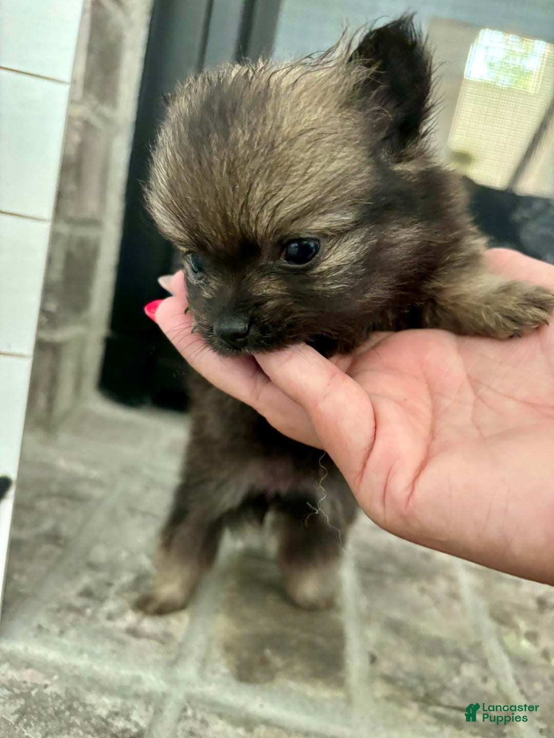Pomeranian dogs for sale: Capri - Image 4