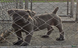 Cane Corso dogs for sale: Hawks Izzy - Image 8