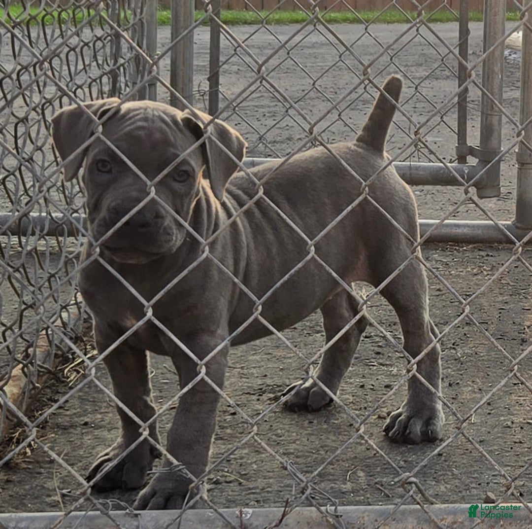 Cane Corso dogs for sale: Hawks Izzy - Image 8