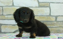 Miniature Dachshund dogs for sale: Mystery - Image 2