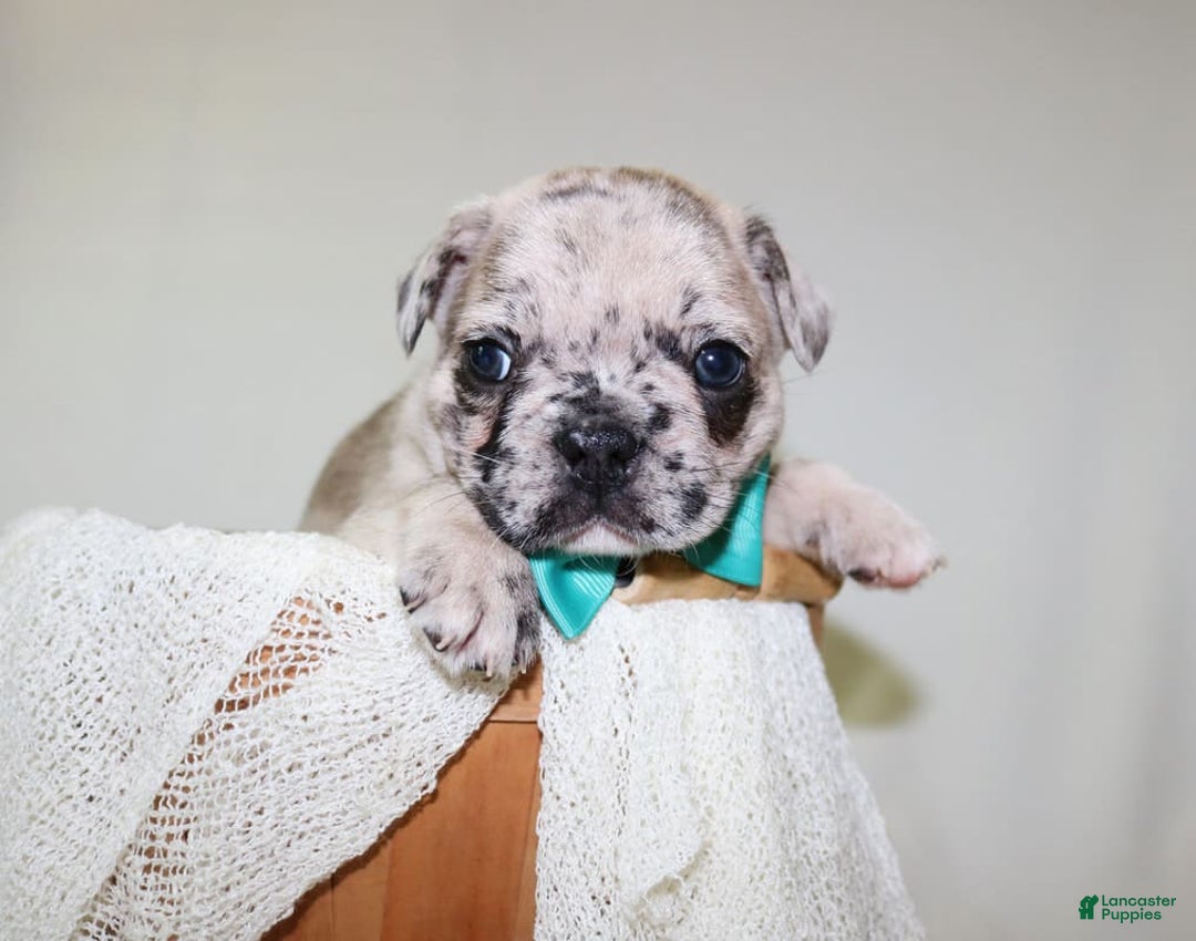 French Bulldog dogs for sale: Loki Akc - Image 23