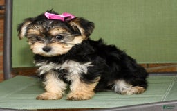 Yochon dogs for sale: Twila - Image 9