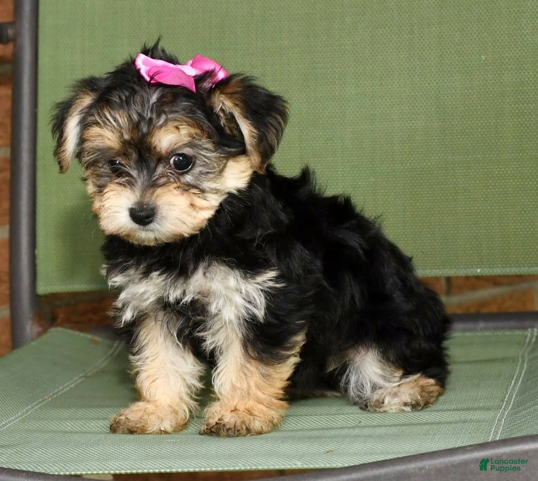 Yochon dogs for sale: Twila - Image 9