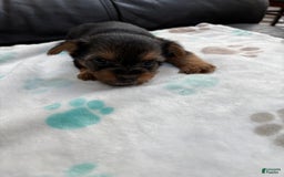 Yorkshire Terrier dogs for sale: Buddy - Image 12