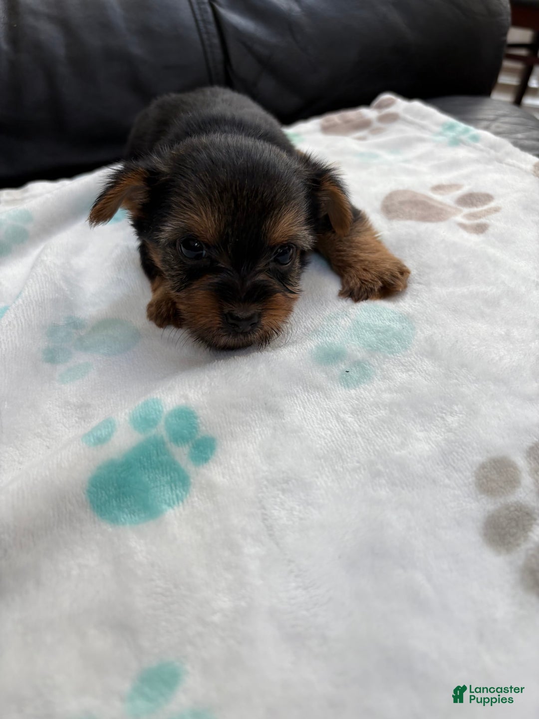 Yorkshire Terrier dogs for sale: Buddy - Image 12