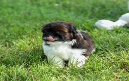 Shihpoo dogs for sale: King - Image 22