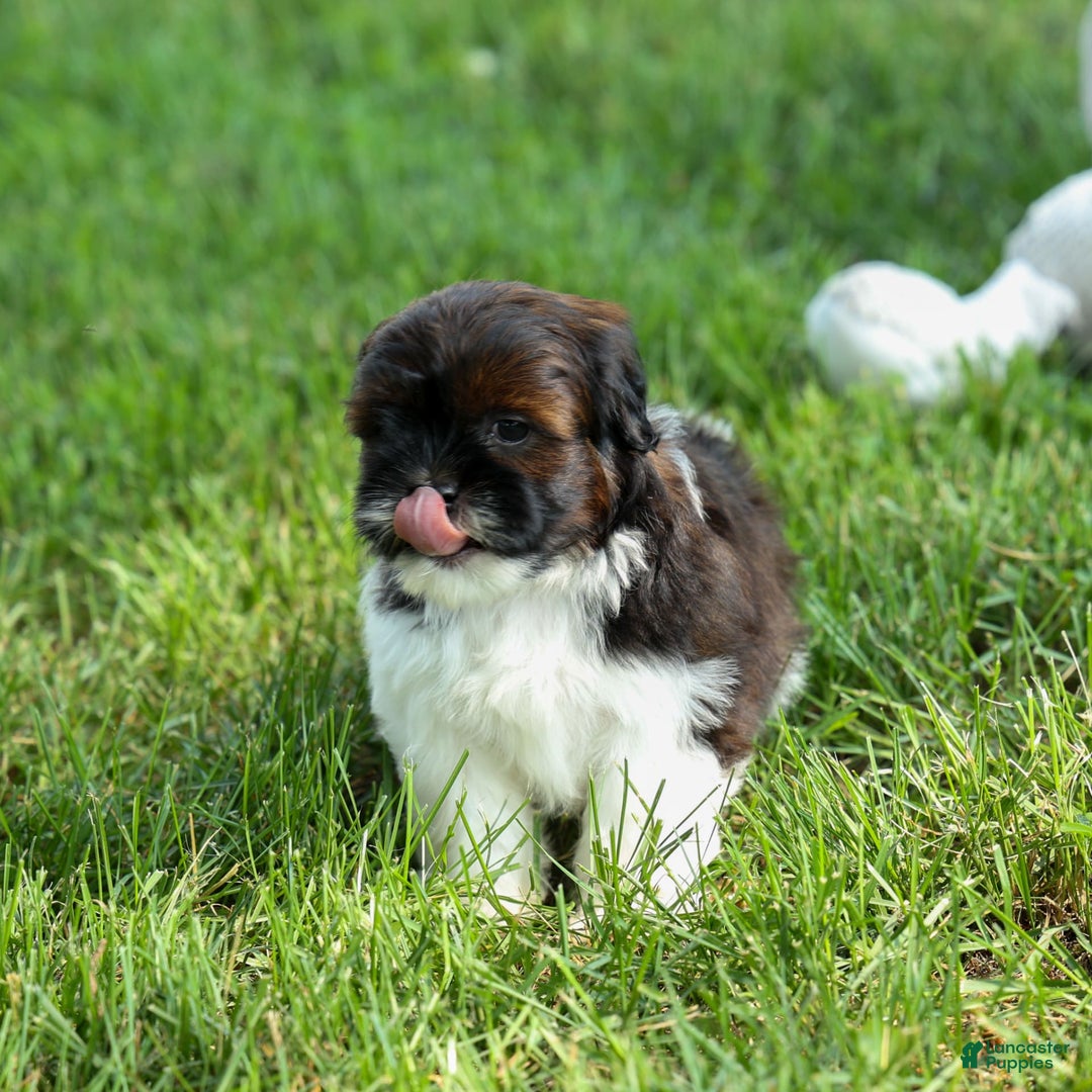 Shihpoo dogs for sale: King - Image 22