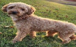 Mini Goldendoodle dogs for sale: Waylon - Image 6