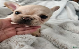 French Bulldog dogs for sale: Bijou - Image 2