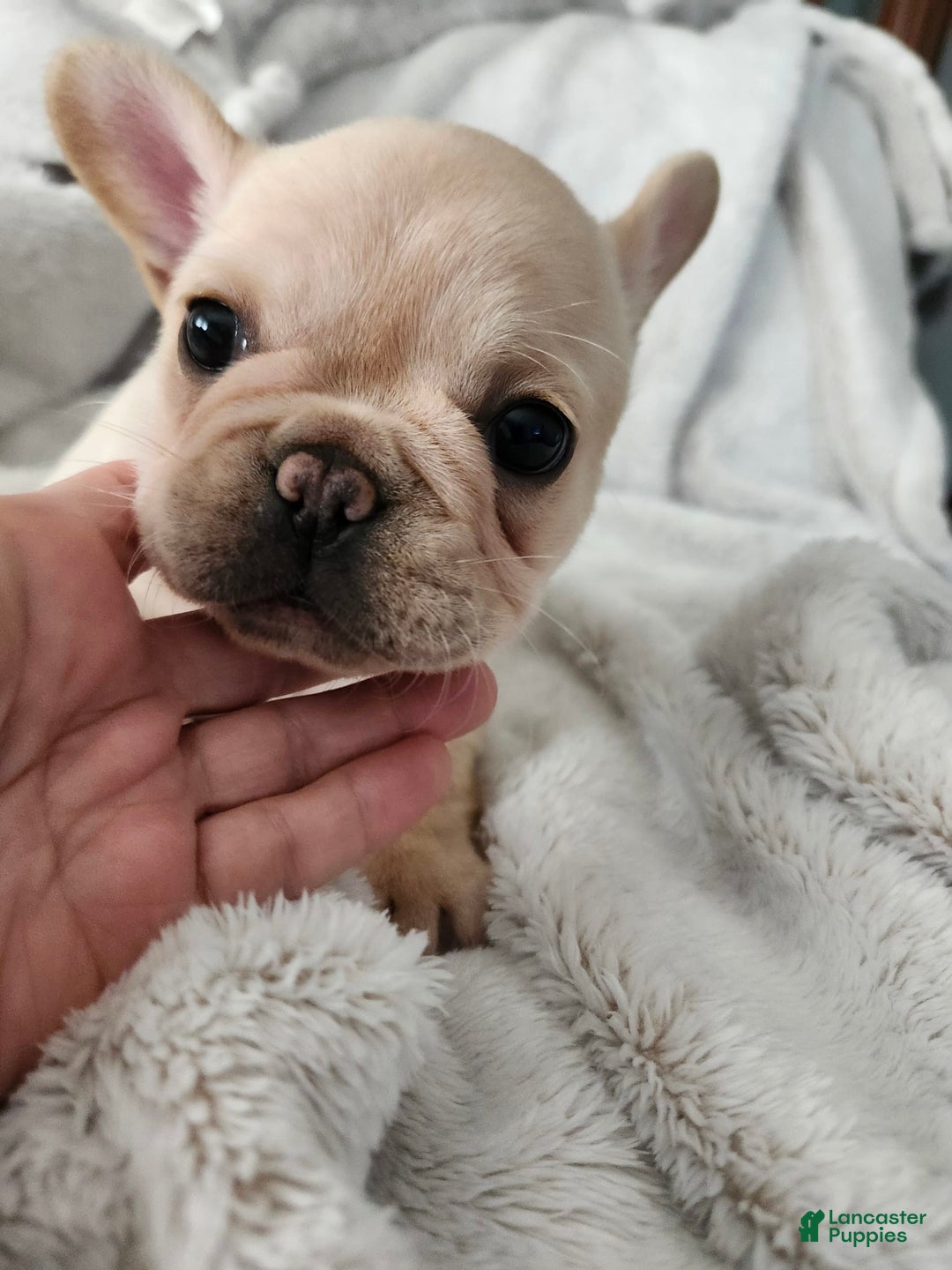 French Bulldog dogs for sale: Bijou - Image 2