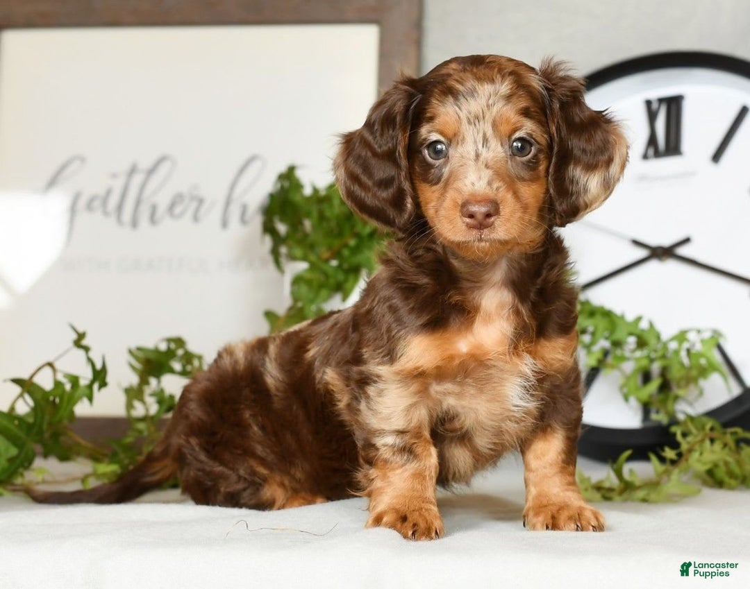Miniature Dachshund dogs for sale: Anton - Image 5