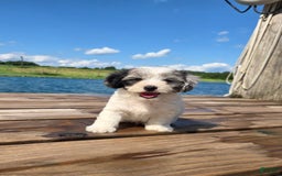 Shihpoo dogs for sale: Ashton - Image 3