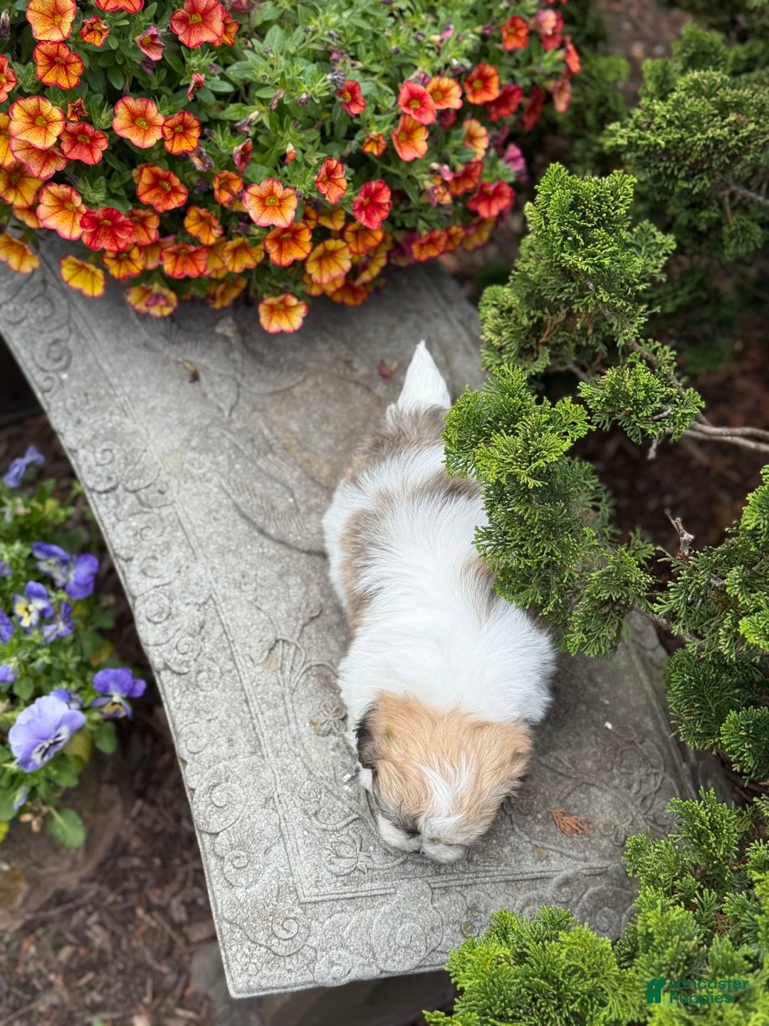 Teddy Bear dogs for sale: Razzle - Image 6