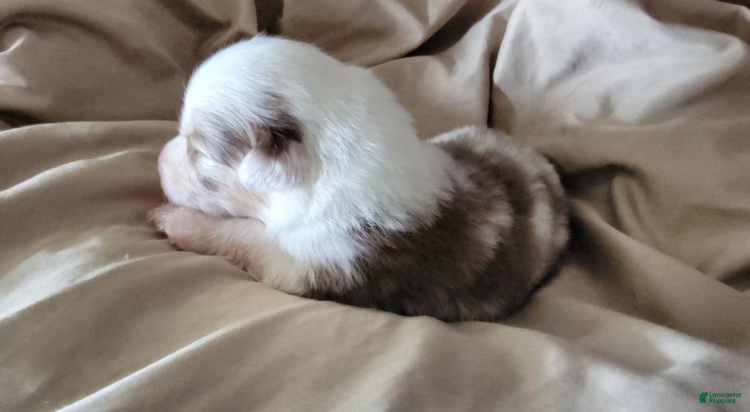 Australian Shepherd dogs for sale: Red Merle Female - Image 3
