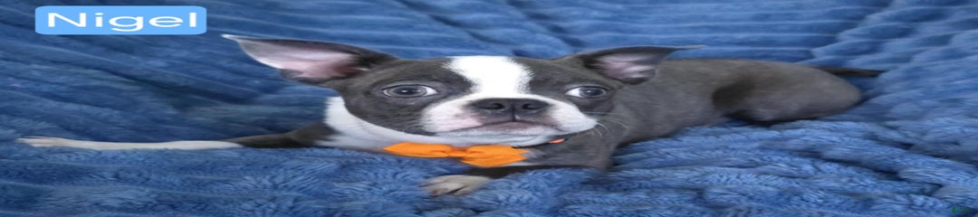 Nigel