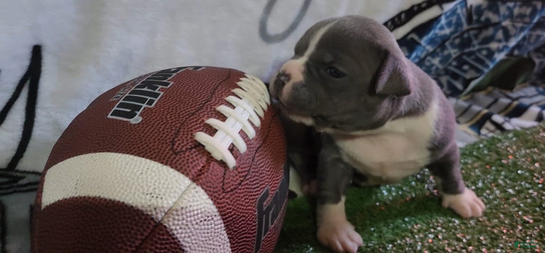 American Bully dogs for sale: Mary-kate - Image 11