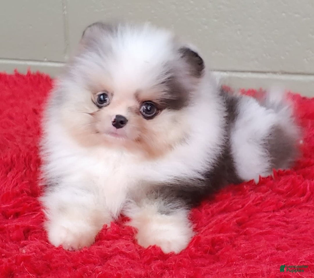 Pomeranian dogs for sale: Chip - Image 6