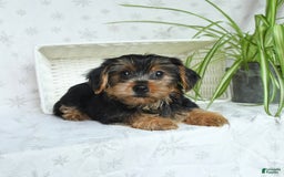 Yorkshire Terrier dogs for sale: Yorkshire Terrier 4 puppies - Image 15