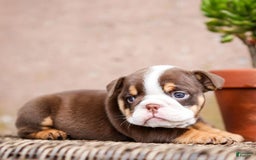 English Bulldog dogs for sale: Sadie - Image 3
