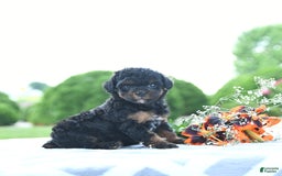 Toy Poodle dogs for sale: Khloe - Image 1