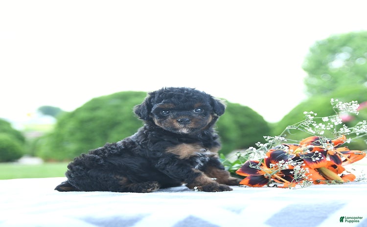 Toy Poodle dogs for sale - Ad 3