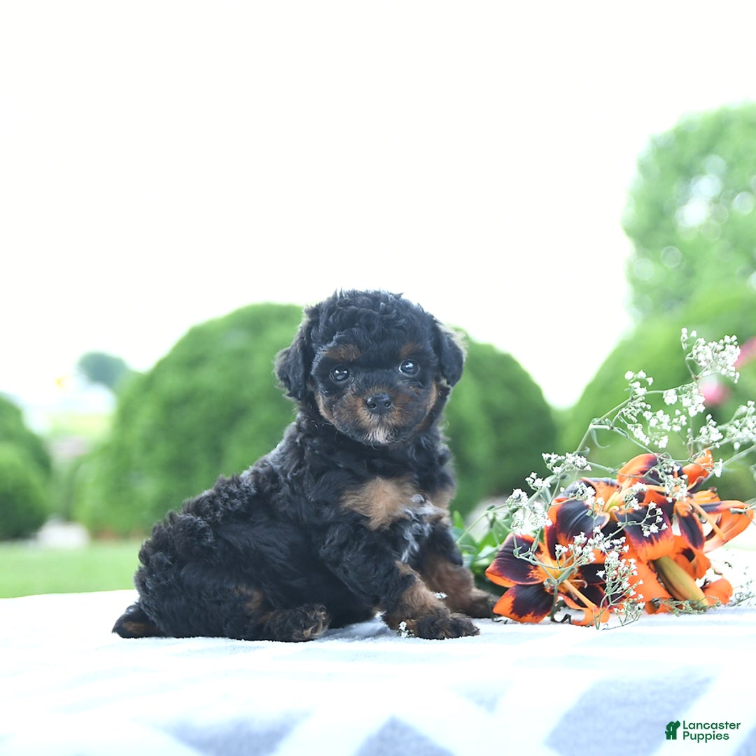 Toy Poodle dogs for sale: Khloe - Image 1