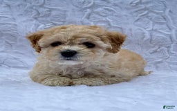Bichpoo dogs for sale: Chloe - Image 2