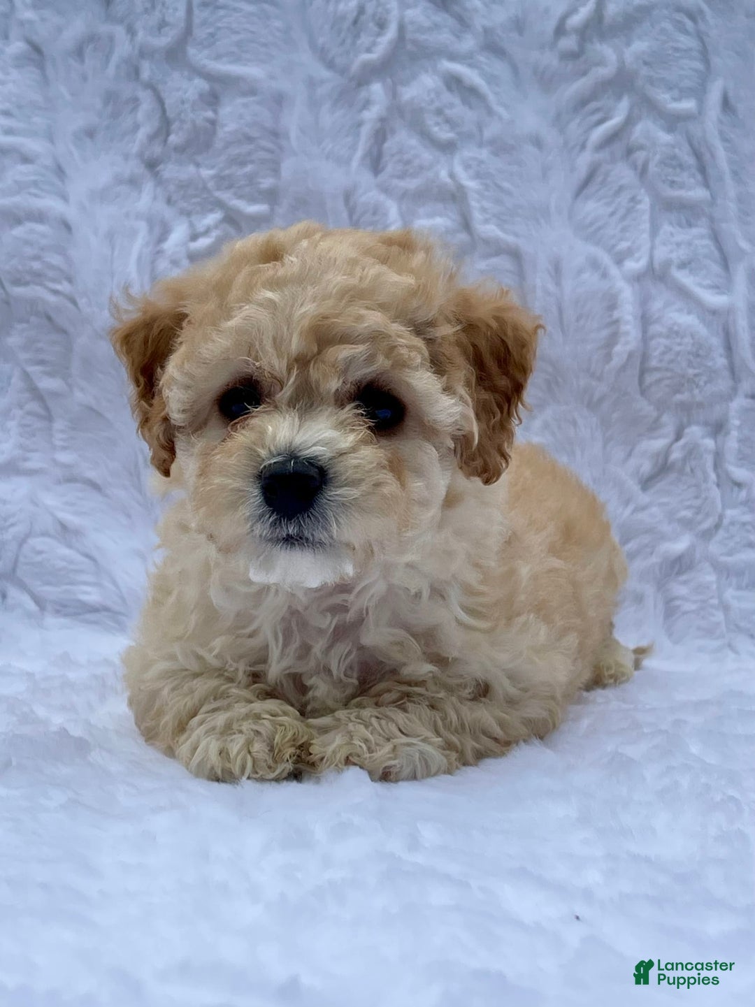 Bichpoo dogs for sale: Chloe - Image 2