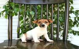 Jack Russell Terrier dogs for sale: Zola - Image 1