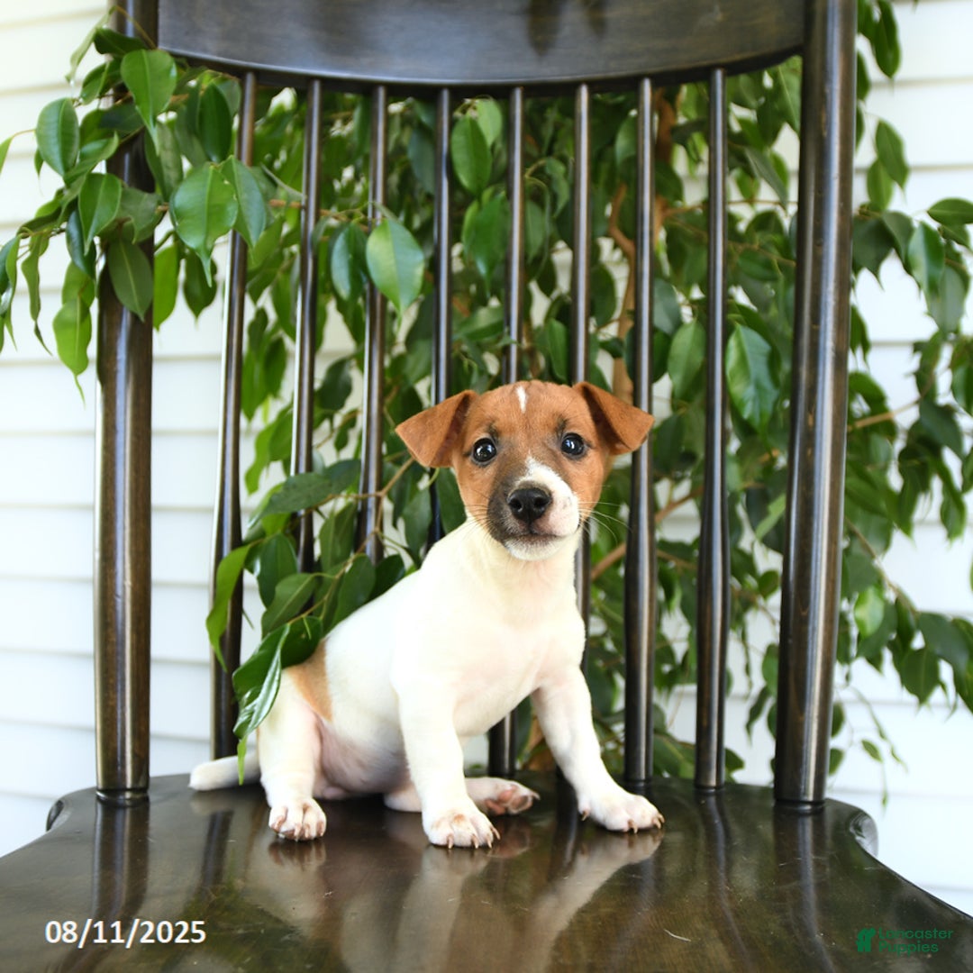 Jack Russell Terrier dogs for sale: Zola - Image 1
