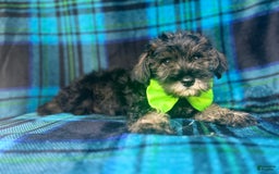 Miniature Schnauzer dogs for sale: Vader - Image 8